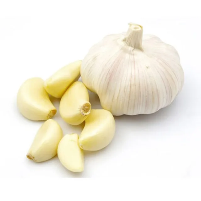 Garlic