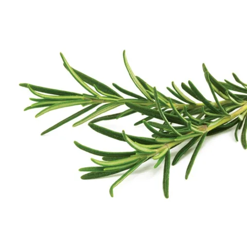 Rosemary Holland 100 gm