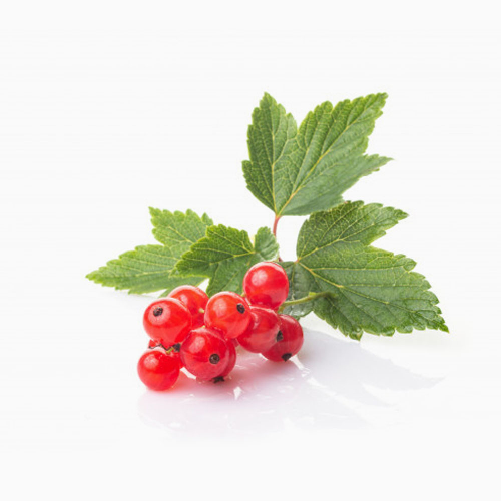Red Currant 125 gm - كرنت أحمر هولندي/شيلي