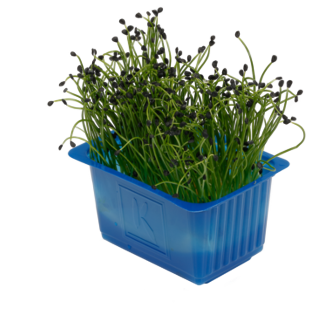 Rock Chives Cress - روك شايفز