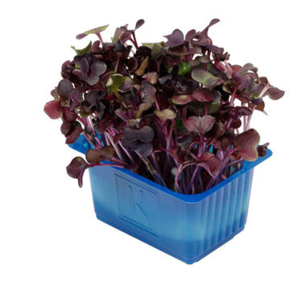 Sakura Cress - ساكورا كريس هولندي