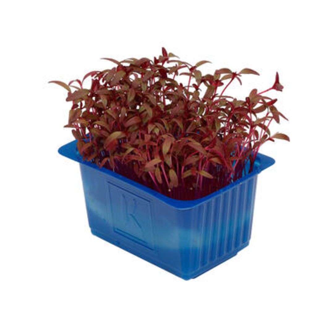 Scarlet Cress -  سكارليت كريس هولندي