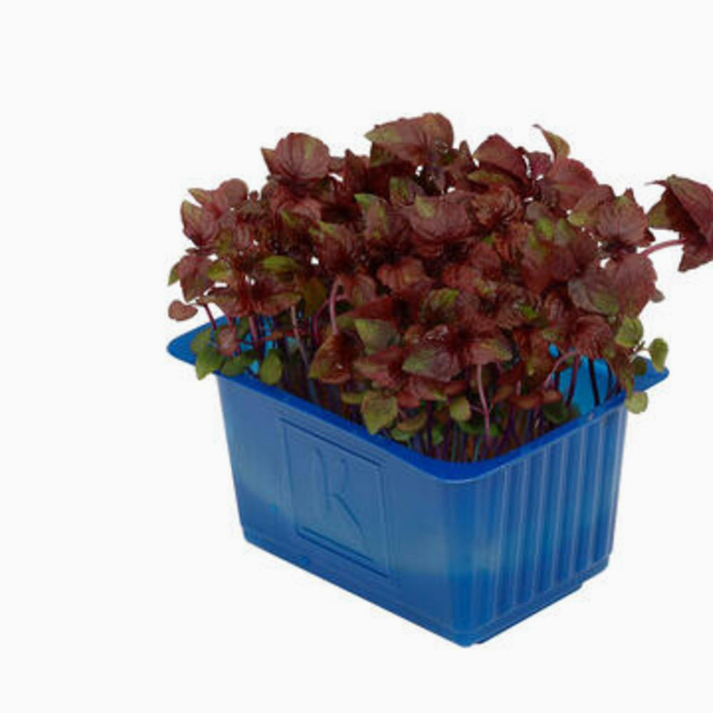 Shiso Cress Purple -  شيسو بربل كريس هولندي