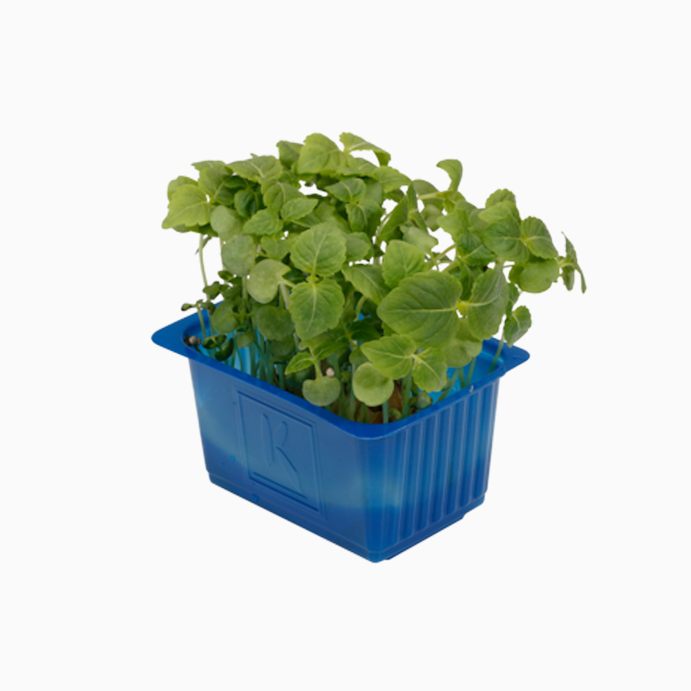 Shiso Green Leaves - شيسو أخضر اوراق