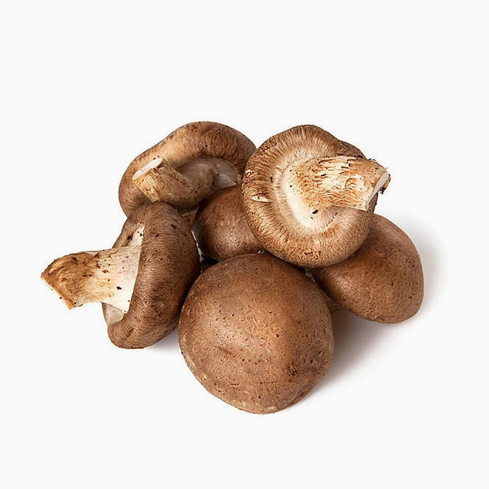 Mushroom Shiitake Thailand - مشروم شيتاكي