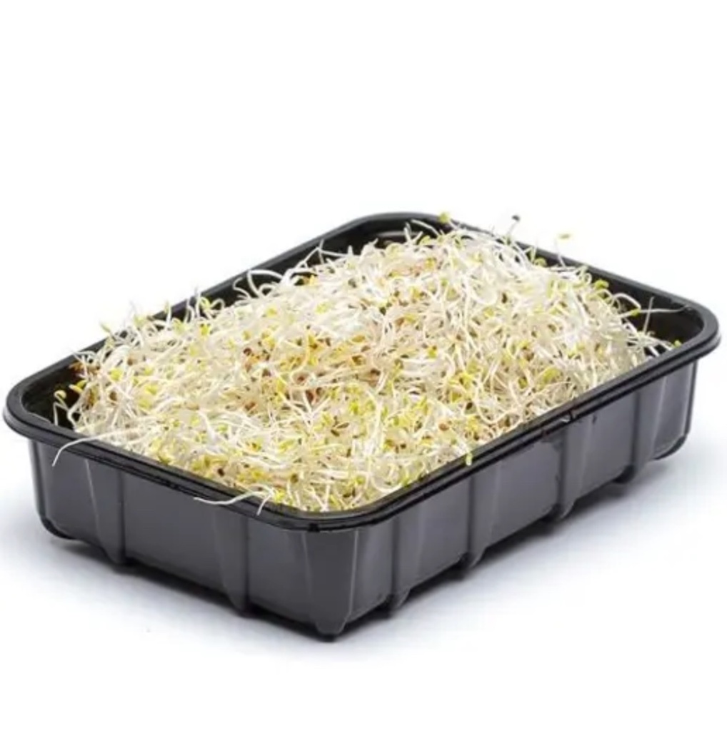 Alfalfa Sprouts  100 gm - ألفا ألفا
