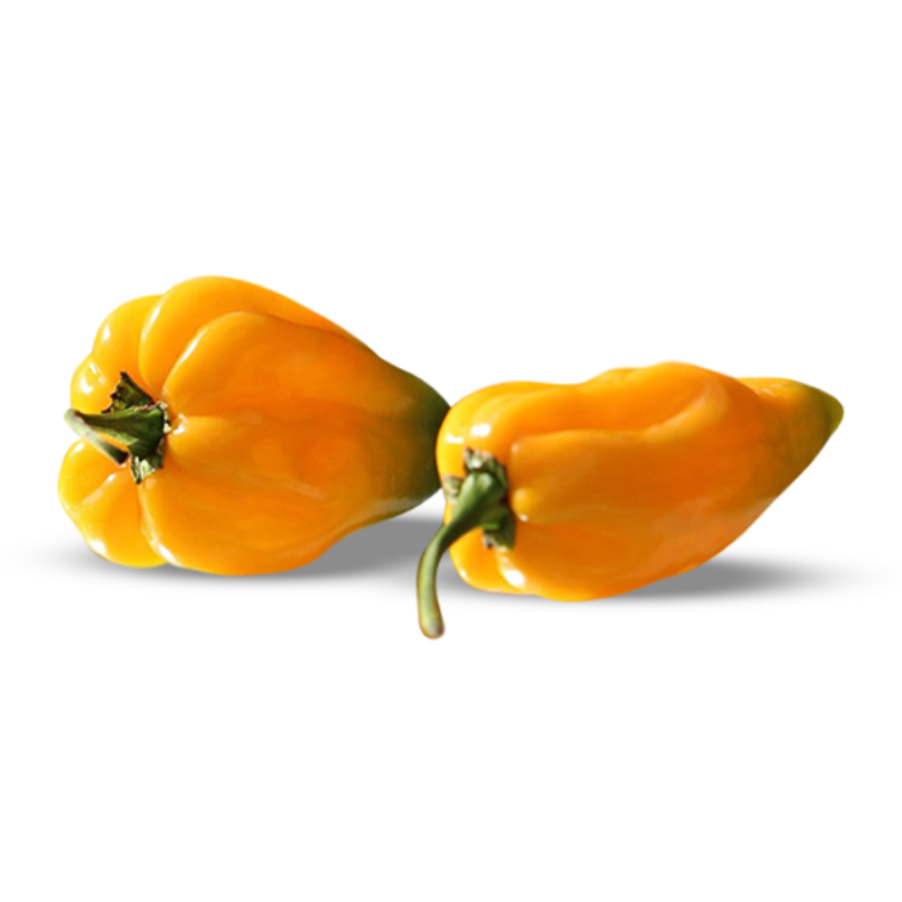 Chilli Habanero Yellow 250 gm