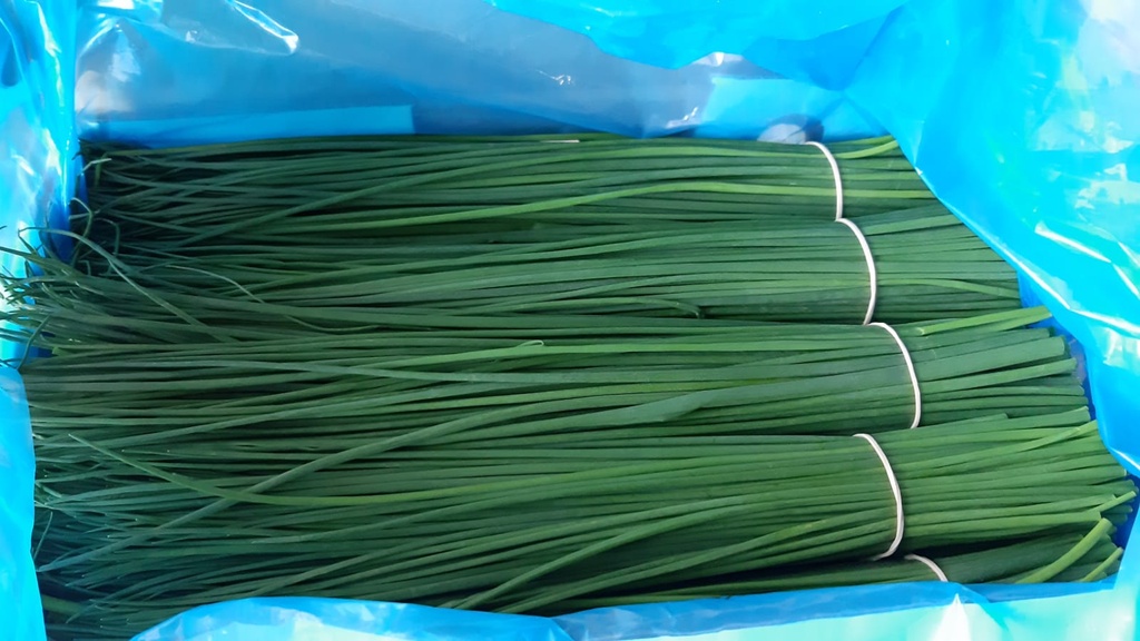 Chives Holland - شيفز هولندي