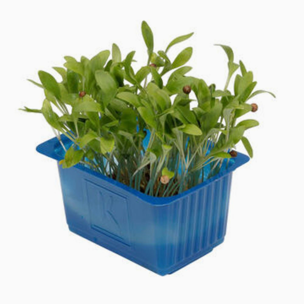 Ghoa Cress - غوا كريس