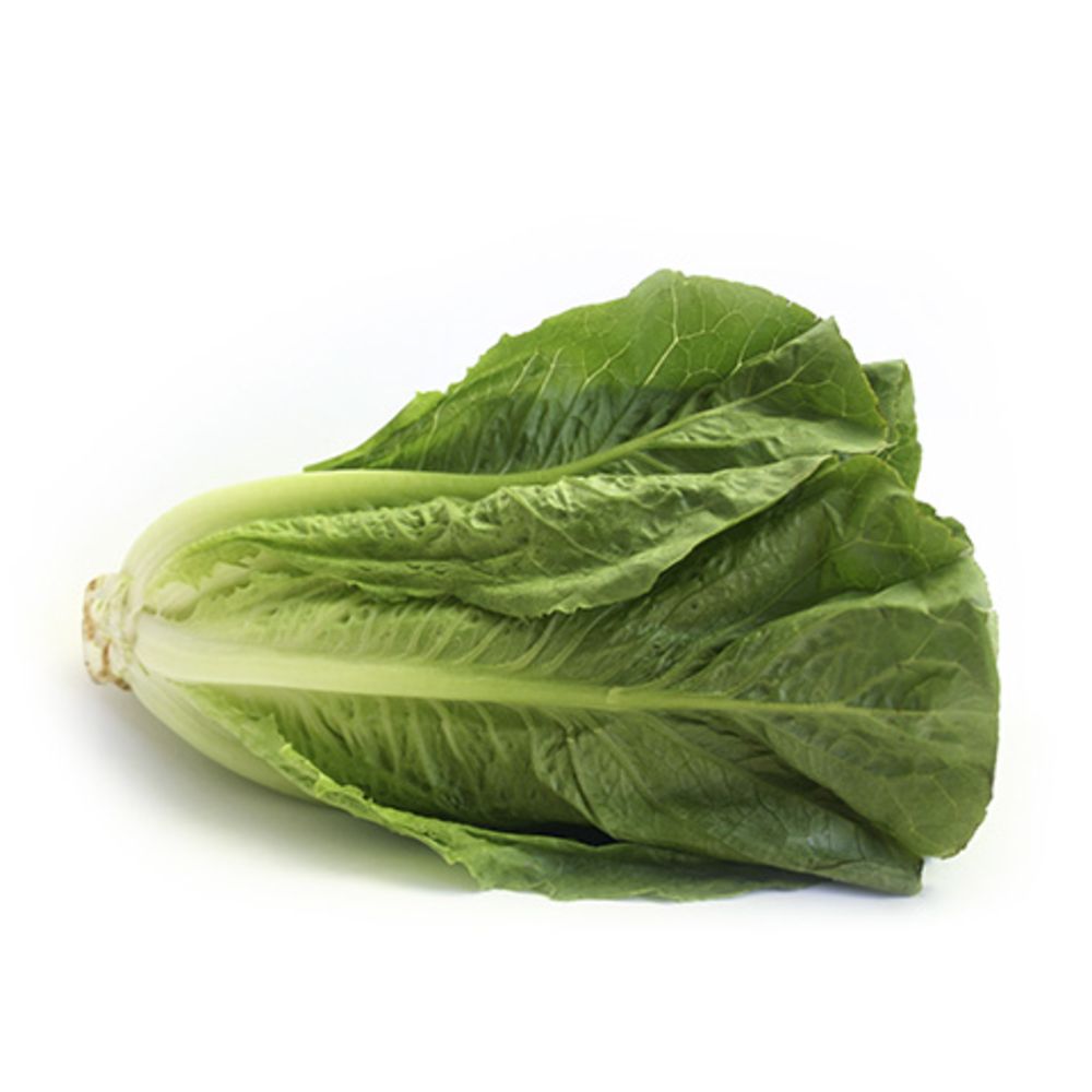 Lettuce Romaine - خس روماني