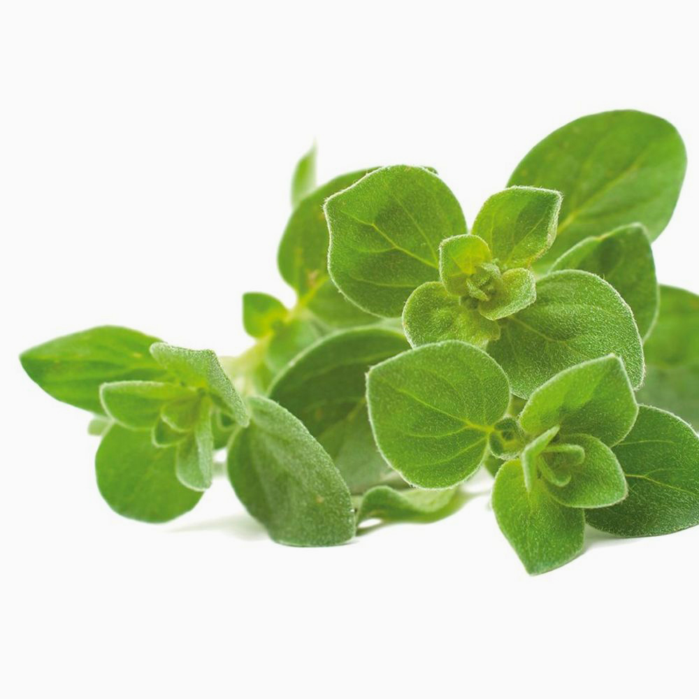 Oregano Holland 100 gm