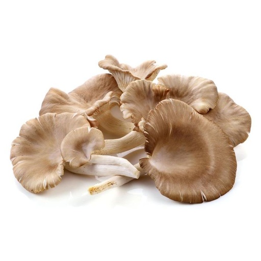 [2303] Mushroom Oyster 150 gm