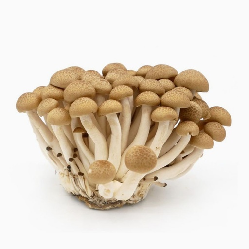 [2125] Mushrooms Shimeji Brown 125 gm - باكيت مشروم شيمجي بني  صيني