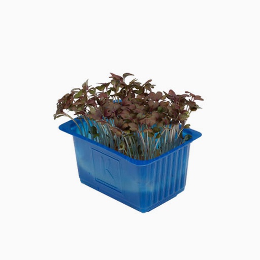 [2076] Red Mustard Cress