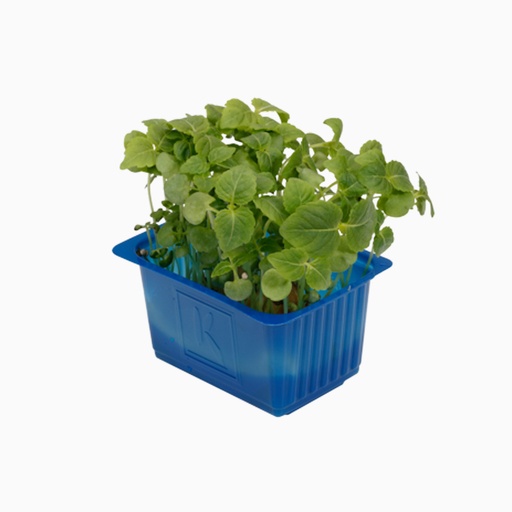 [3005] Shiso Green Leaves - شيسو أخضر اوراق