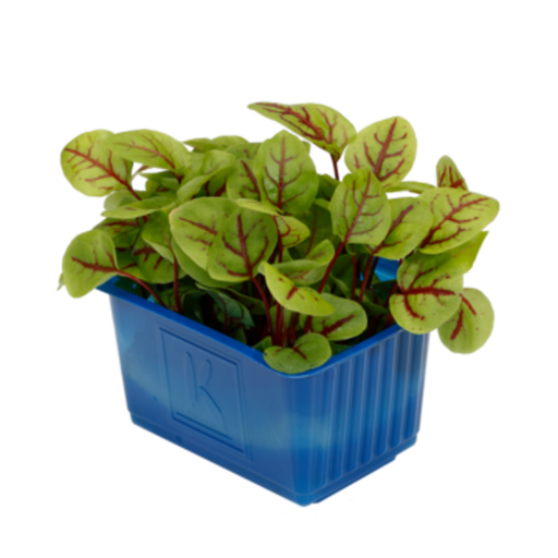 [3036] Vene Cress - فين كريس هولندي