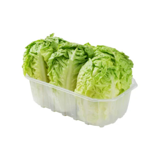 [2096] Lettuce Baby Gem Spain/Italy "6pc" - خس بيبي جيم اسباني