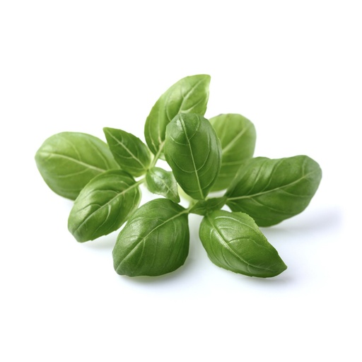 [3044] Basil Holland 100 gm