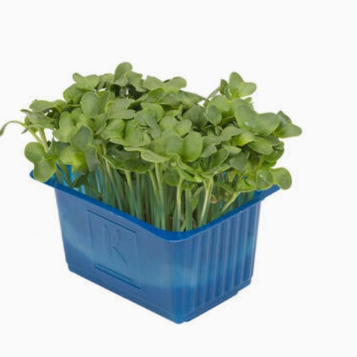 [2074] Cress Daikon - كريس دايكون