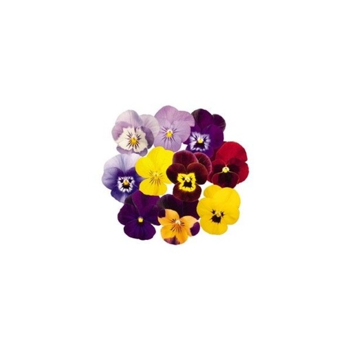 [2173] Edible Flowers Mix - ورد مشكل مكس