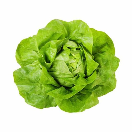 [2297] Lettuce Boston 300 gm
