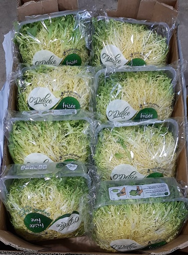 [2093] Lettuce Frisee Yellow - خس فريزه أصفر