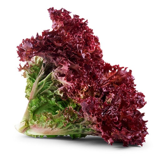 [2300] Lettuce Lollo Rosso 250 gm