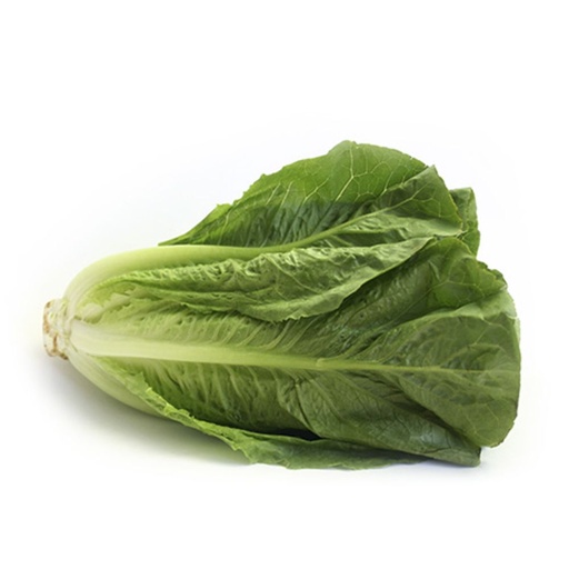 [2103] Lettuce Romaine - خس روماني